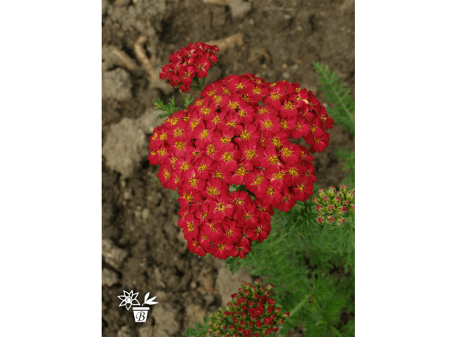 Achillea millefolium   DESERT EVE RED = 'Desred'